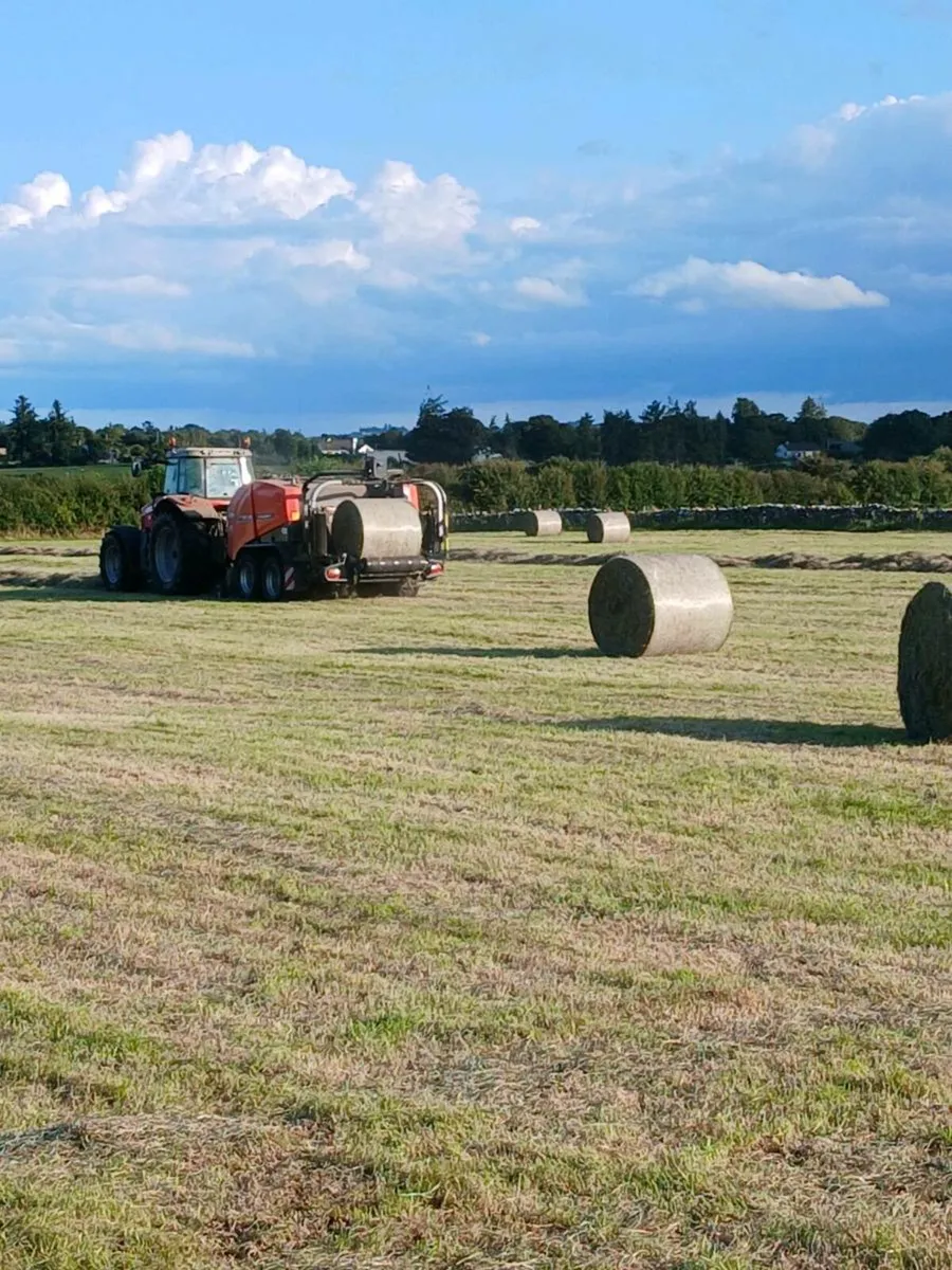 Green hay - Image 3