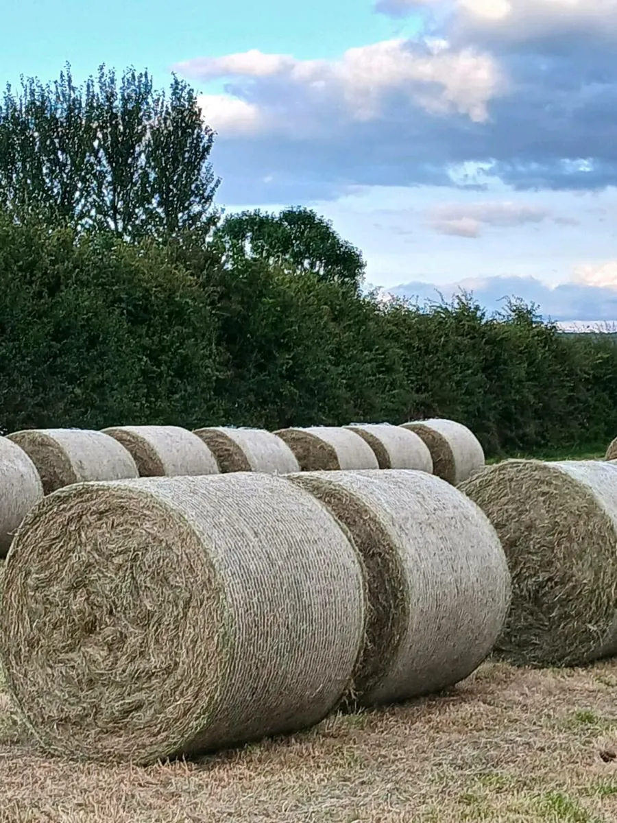 Green hay - Image 4