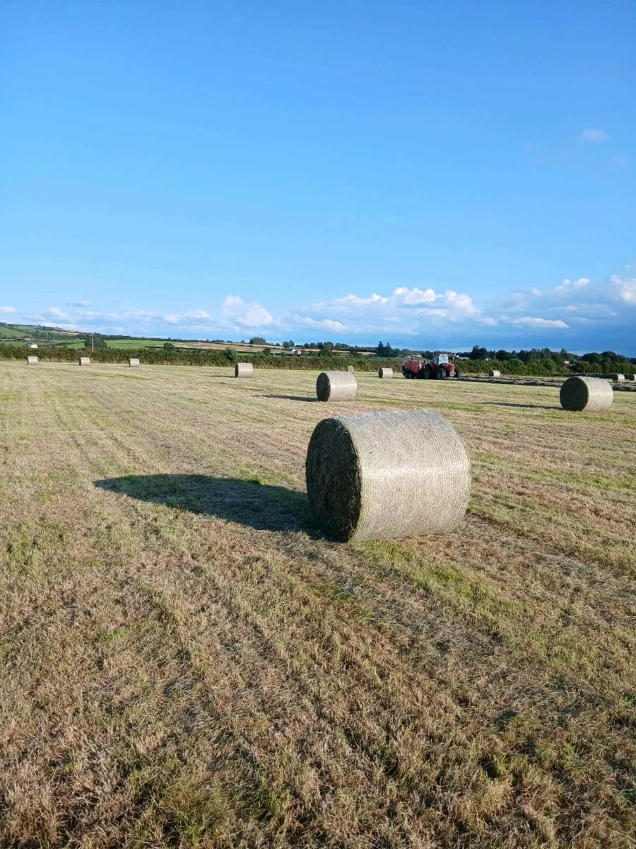 Green hay - Image 1