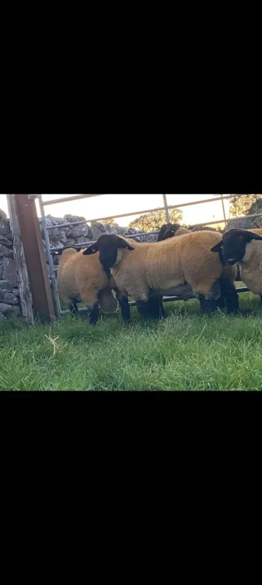 ATHENRY MART FRIDAY EVENING 22ND AUGUST - Image 2