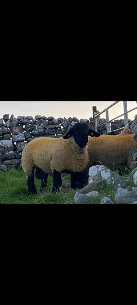 ATHENRY MART FRIDAY EVENING 22ND AUGUST - Image 3