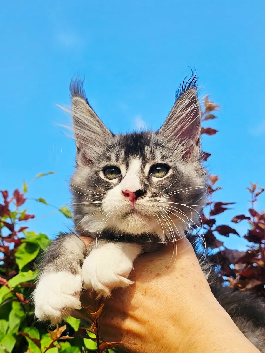 Maine coon kittens - Image 1