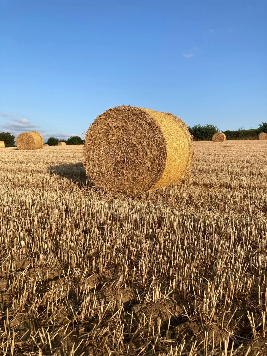CHOPPED WHEATEN STRAW - Image 1