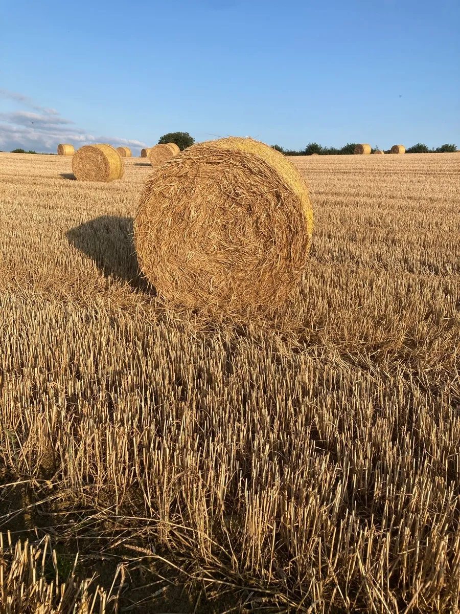 CHOPPED WHEATEN STRAW - Image 2