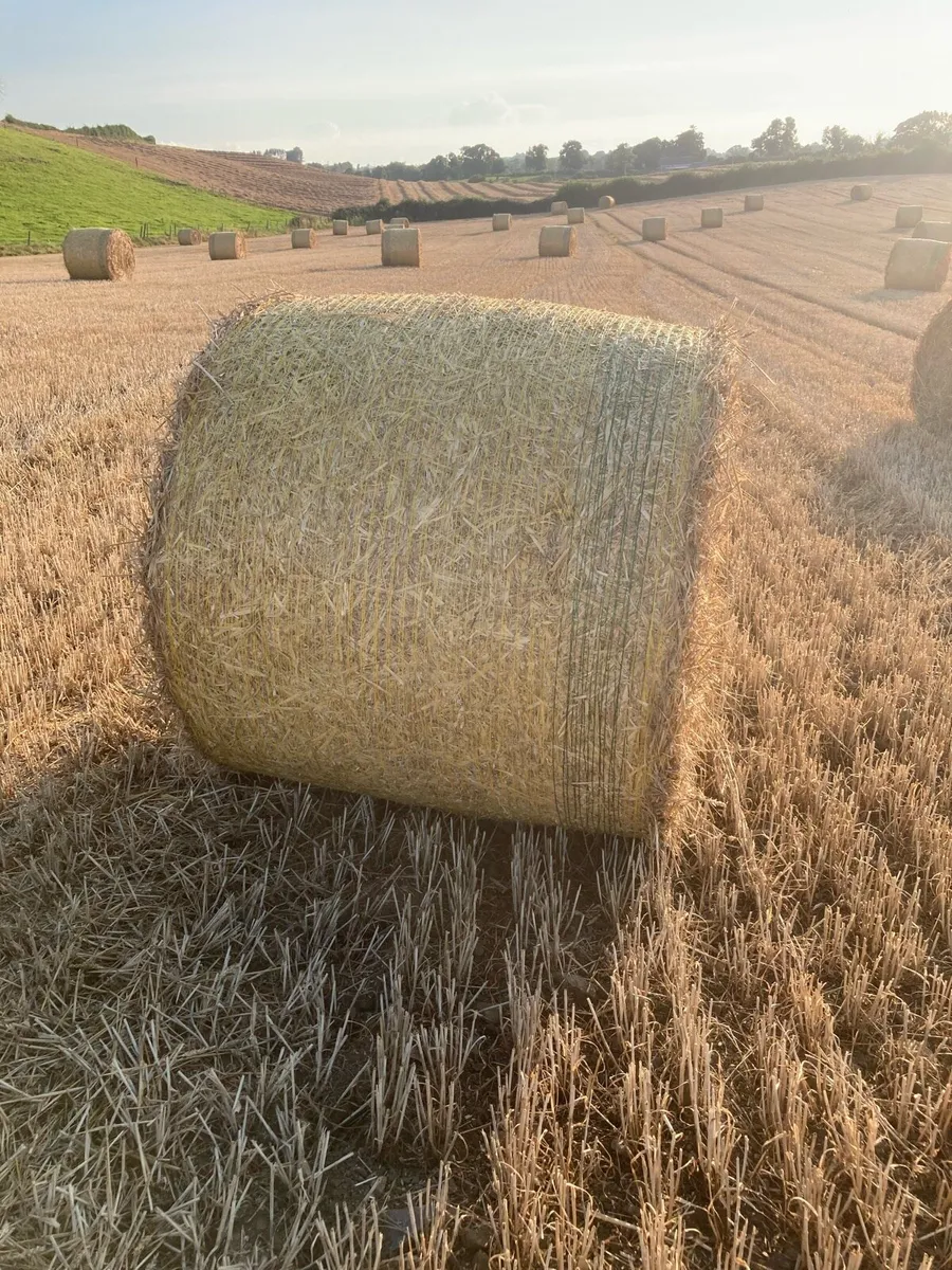 CHOPPED WHEATEN STRAW - Image 3