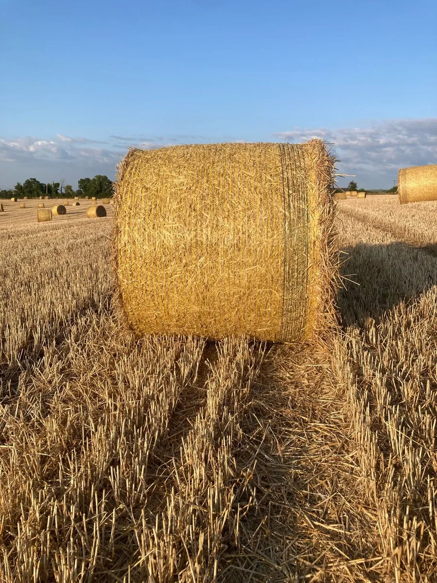CHOPPED WHEATEN STRAW - Image 4