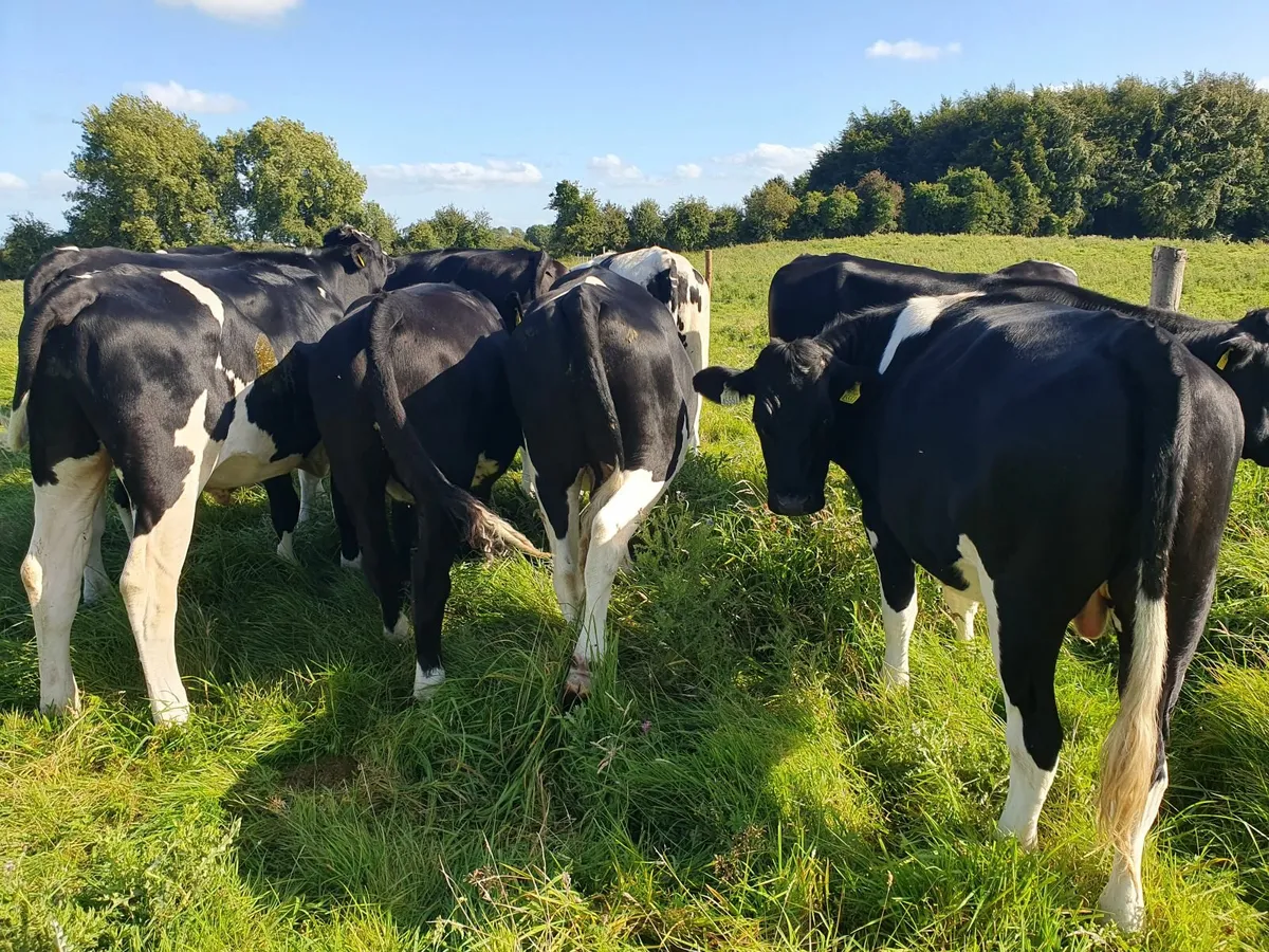 cattle - Image 3