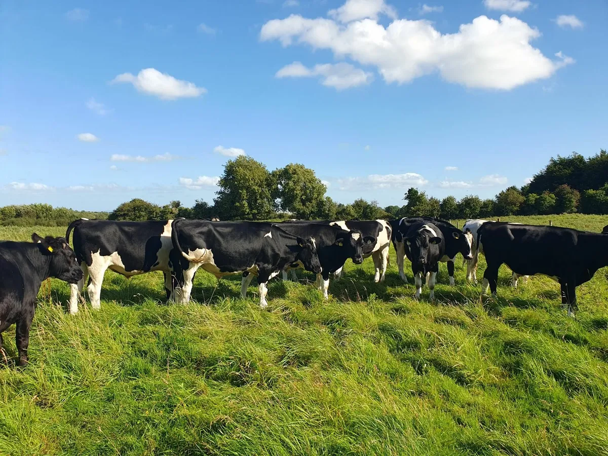 cattle - Image 4