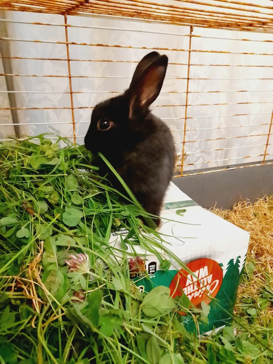 Rabbit - Image 1