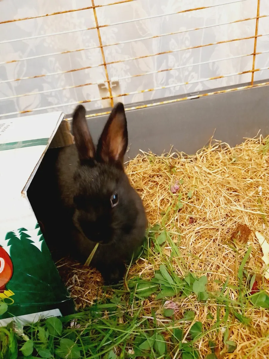 Rabbit - Image 2