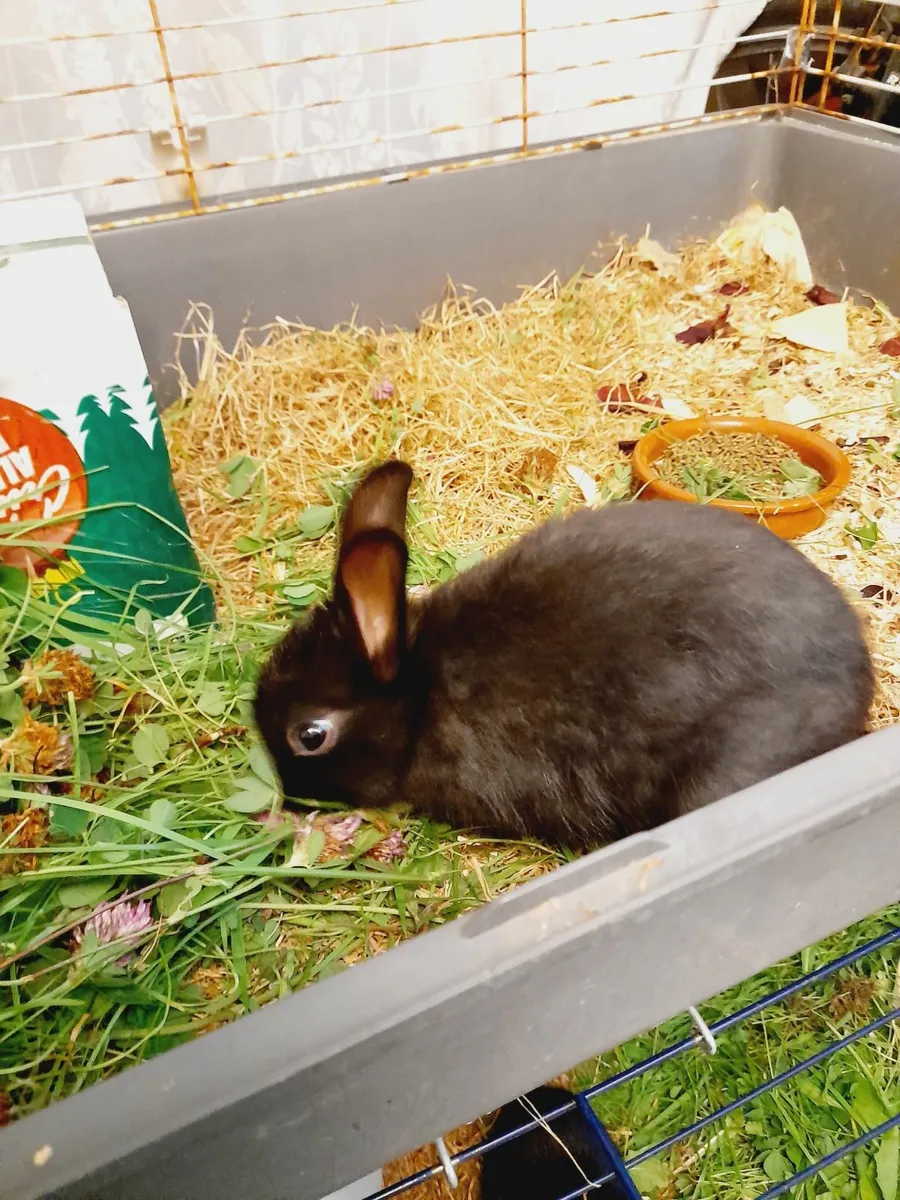 Rabbit - Image 3