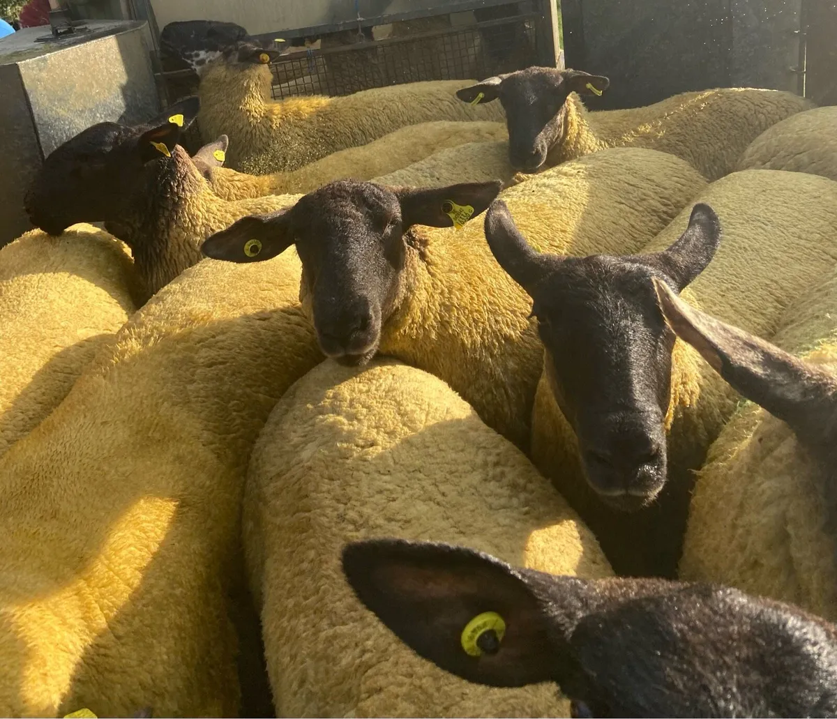 Borris Ewe Sale - Image 1
