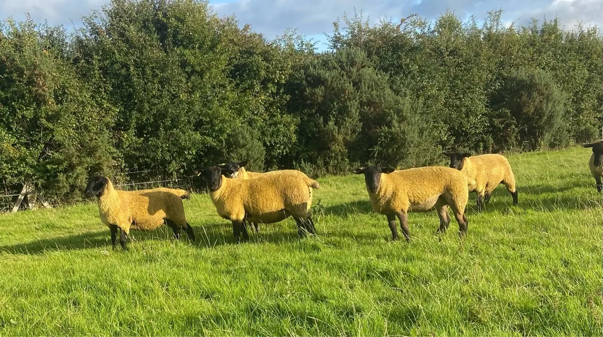 Borris Ewe Sale - Image 2