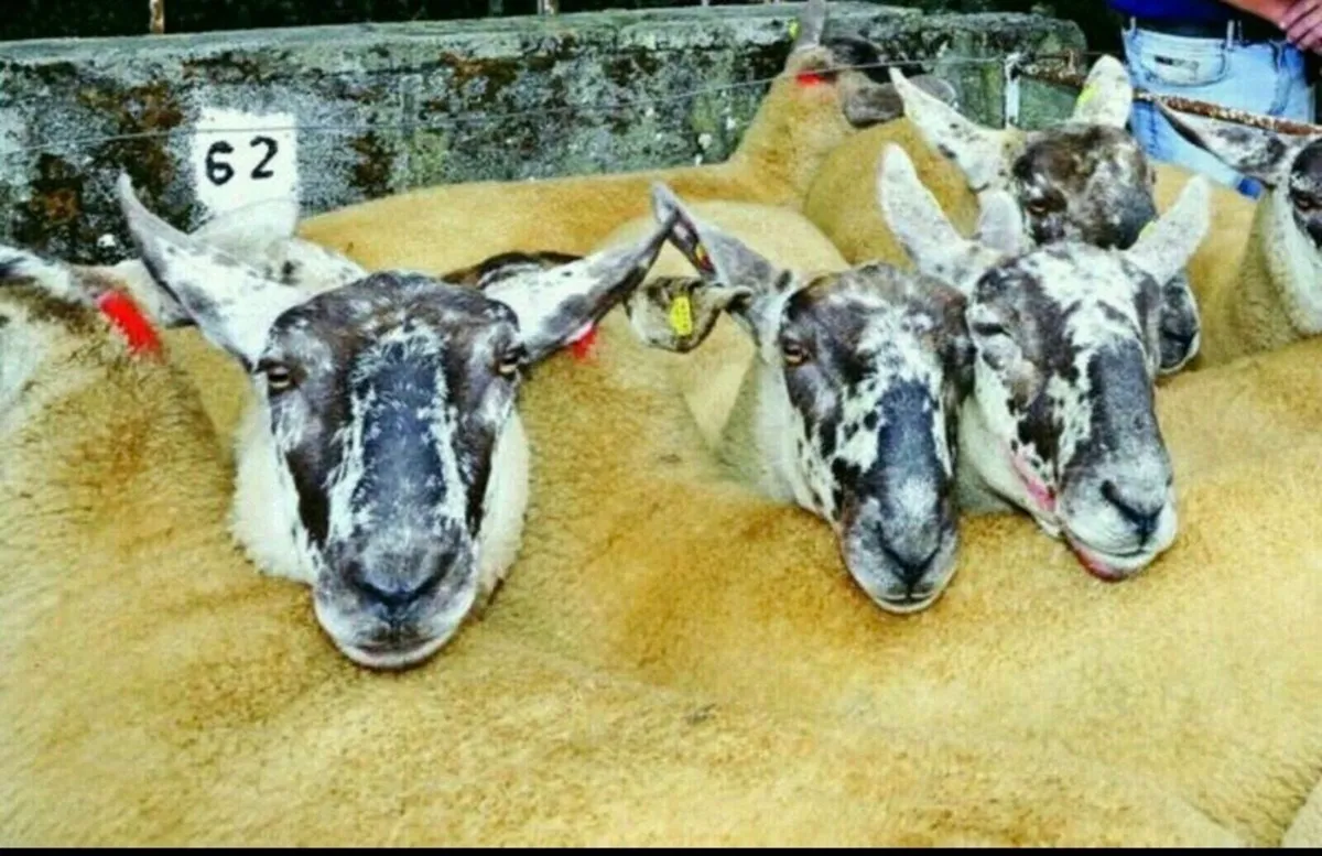 Borris Ewe Sale - Image 3