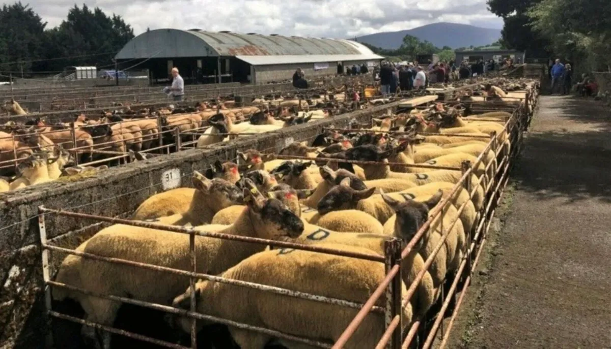 Borris Ewe Sale - Image 4