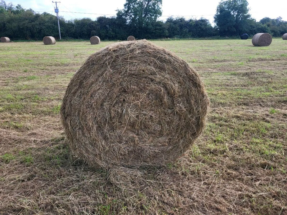Hay & Haylage - Image 1
