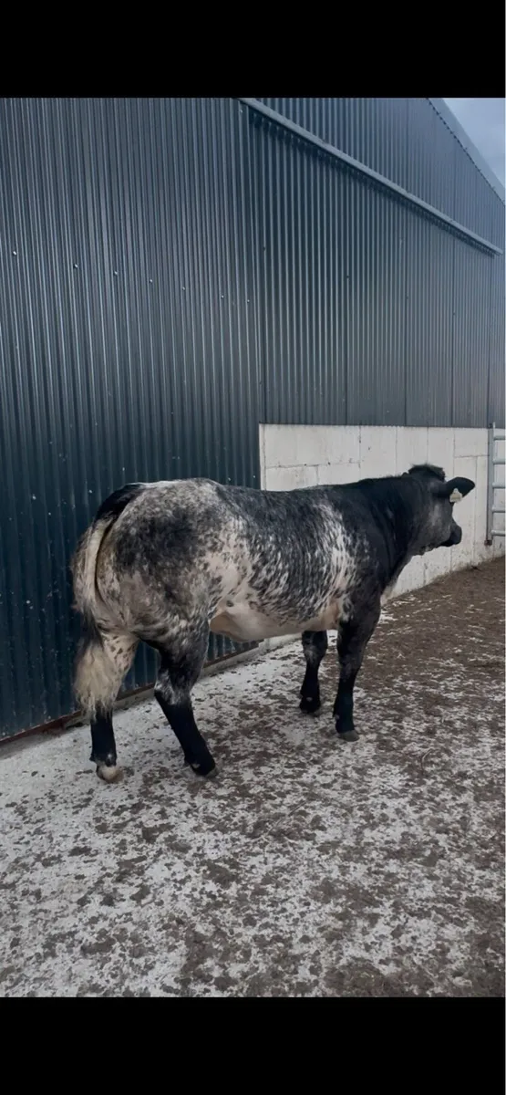 BBX heifer - Image 1