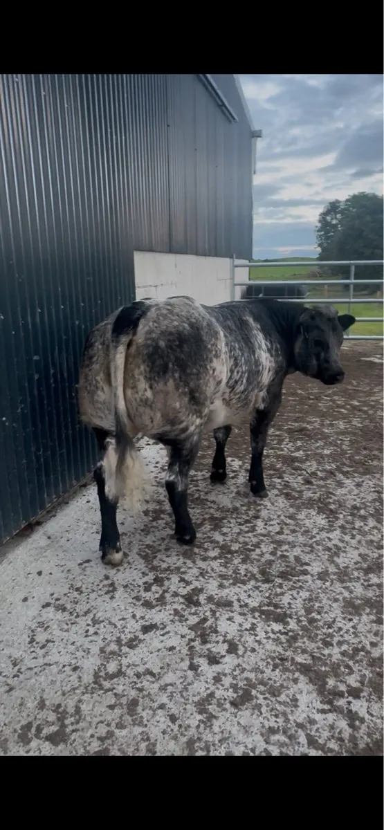 BBX heifer - Image 2