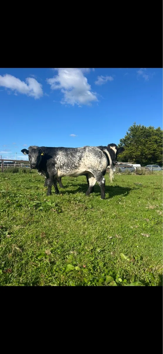 BBX heifer - Image 3