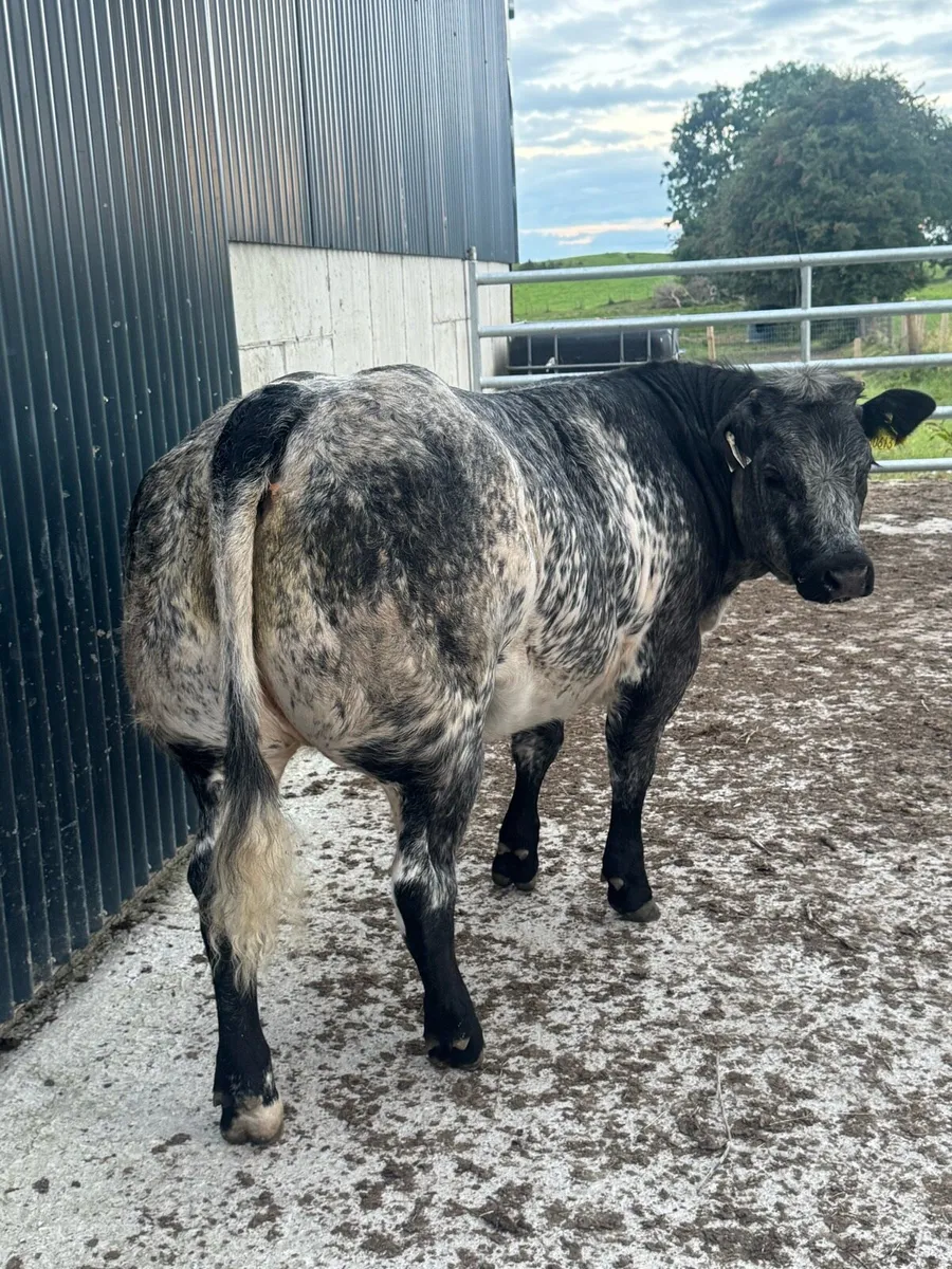 BBX heifer - Image 4