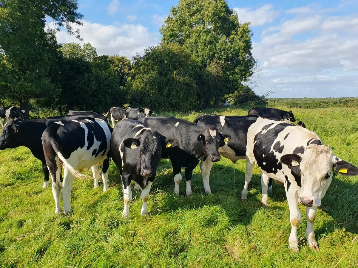cattle - Image 1