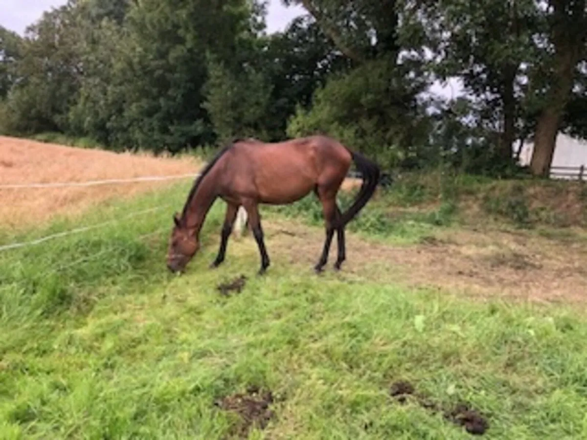 4yr old TB Filly - Image 3
