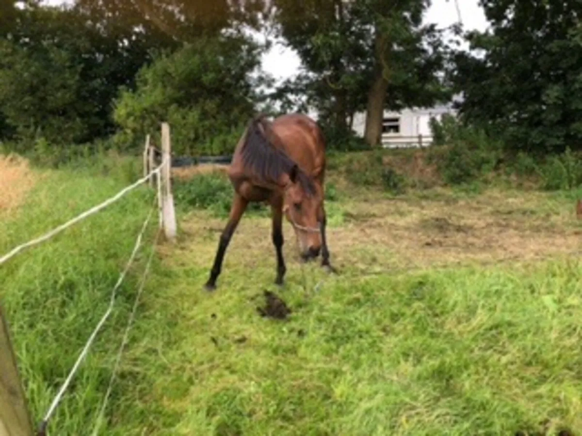 4yr old TB Filly - Image 1