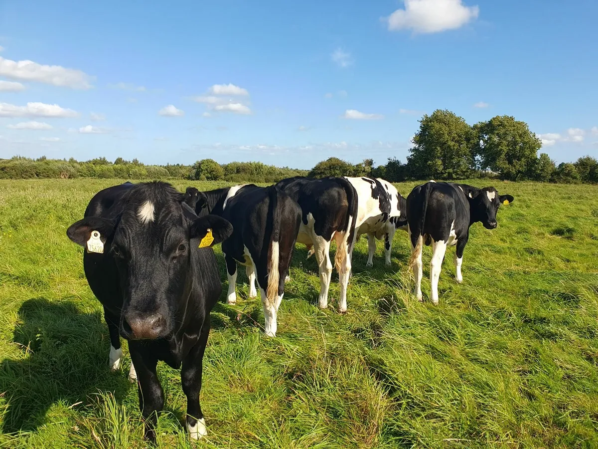 cattle - Image 2