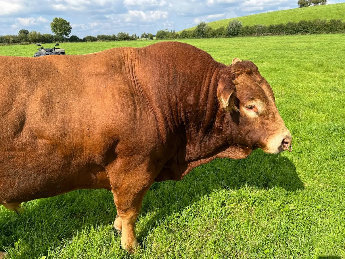 5 Star LM Bull  Mohill Mart Sat 16th August - Image 1