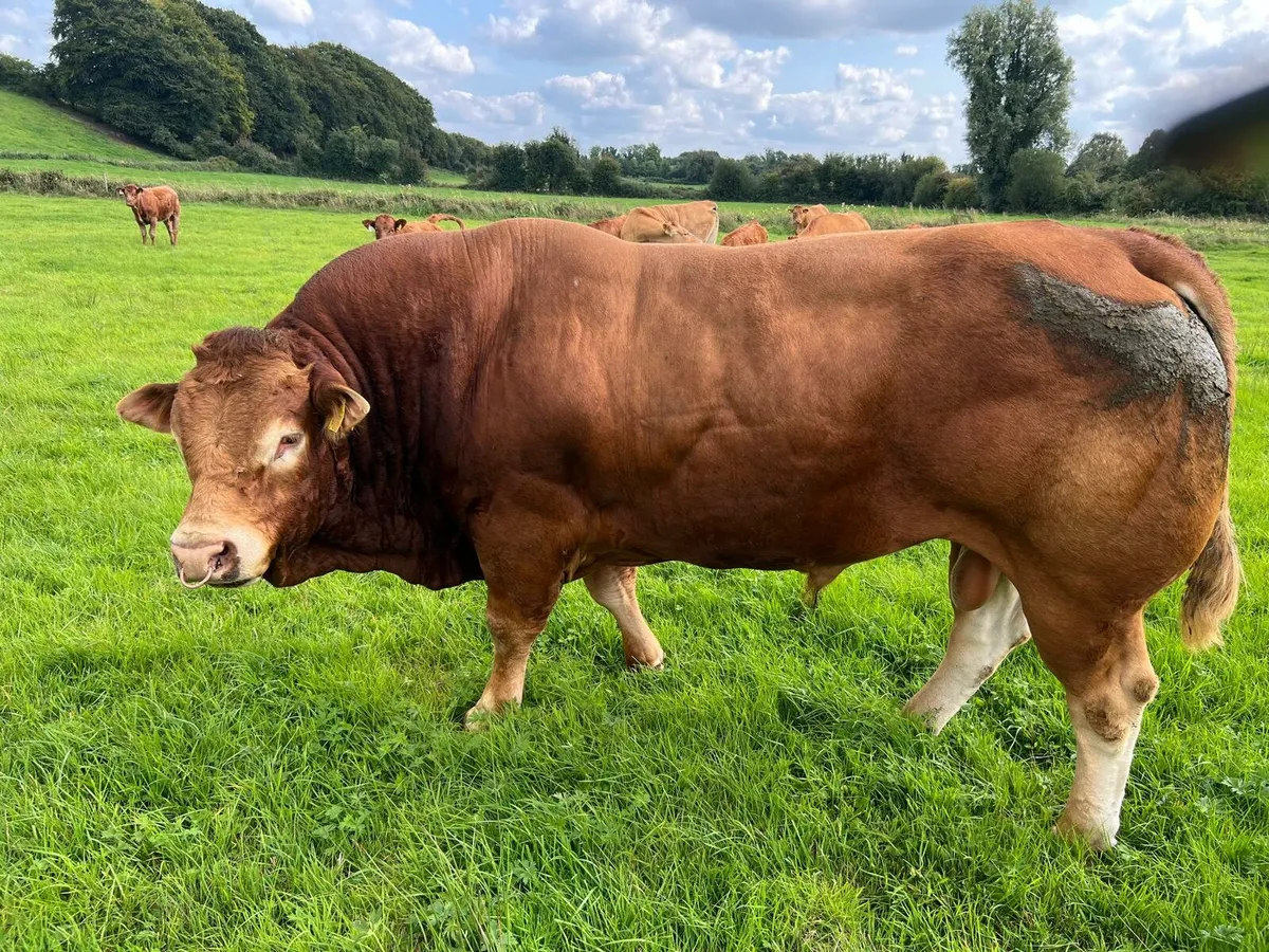 5 Star LM Bull  Mohill Mart Sat 16th August - Image 2