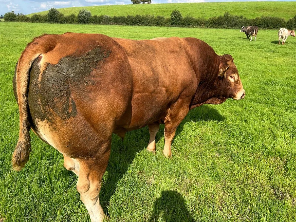5 Star LM Bull  Mohill Mart Sat 16th August - Image 3