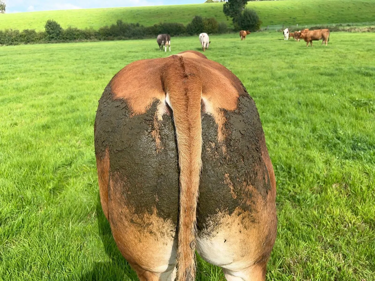 5 Star LM Bull  Mohill Mart Sat 16th August - Image 4