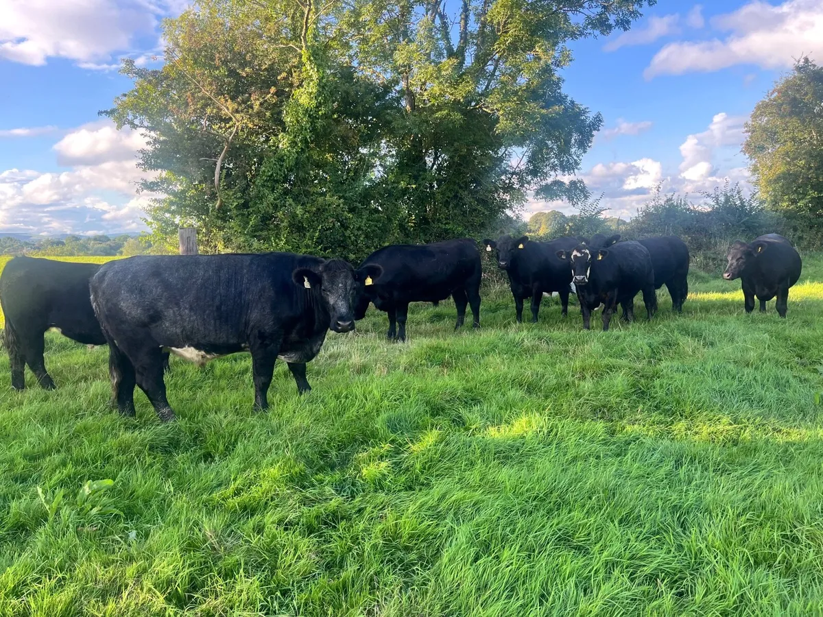 Organic In Conversion Cattle - Image 2