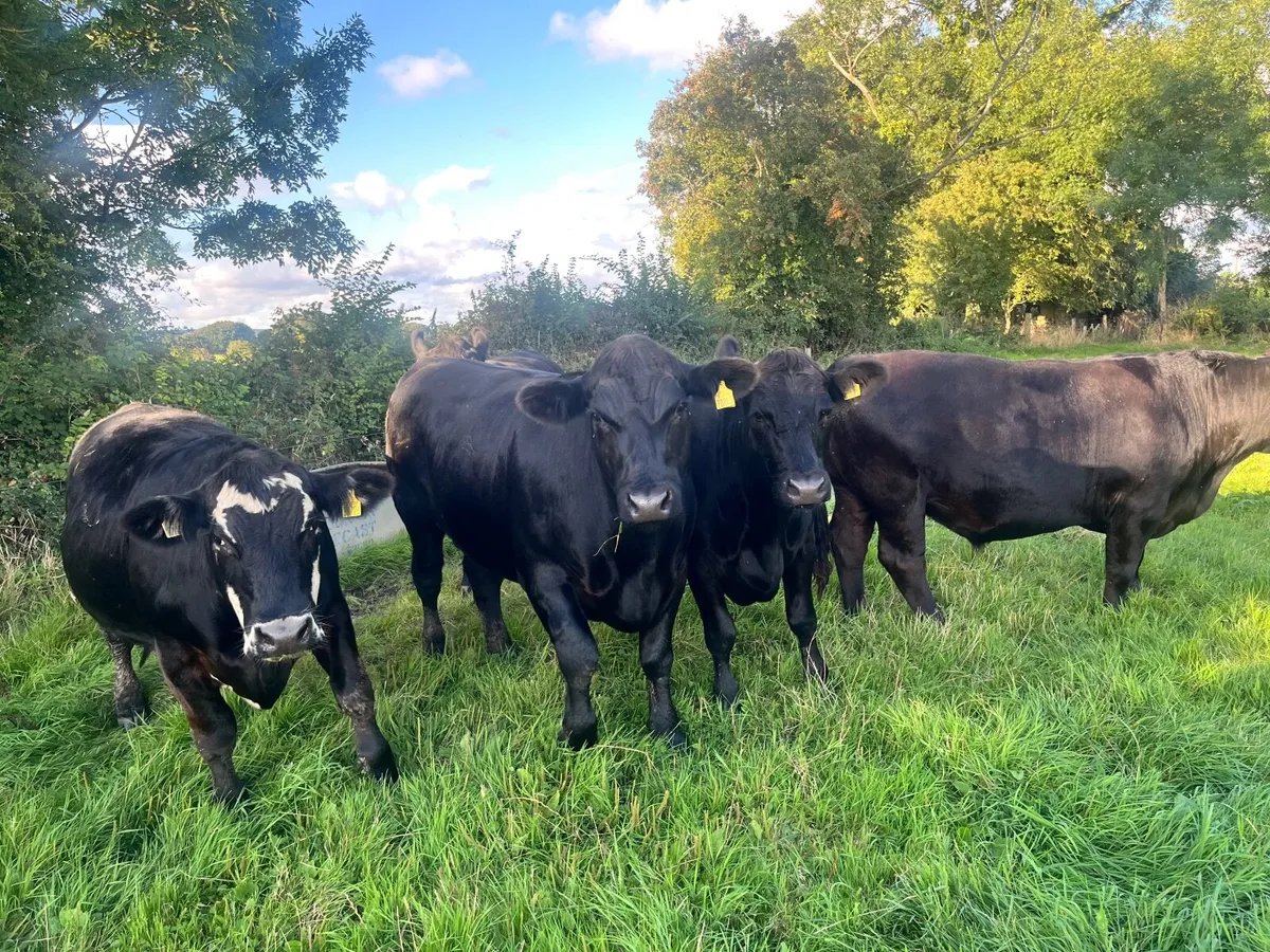 Organic In Conversion Cattle - Image 3