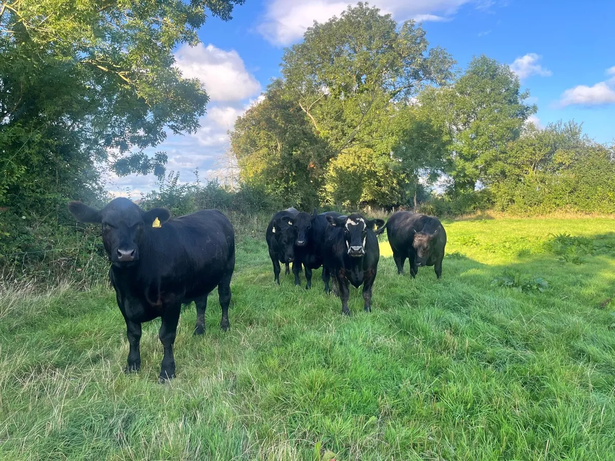 Organic In Conversion Cattle - Image 1