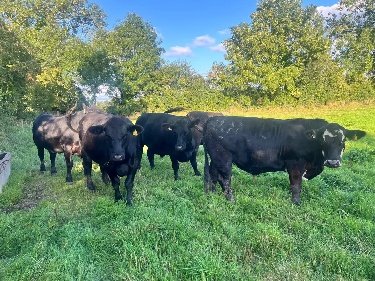 Organic In Conversion Cattle - Image 4