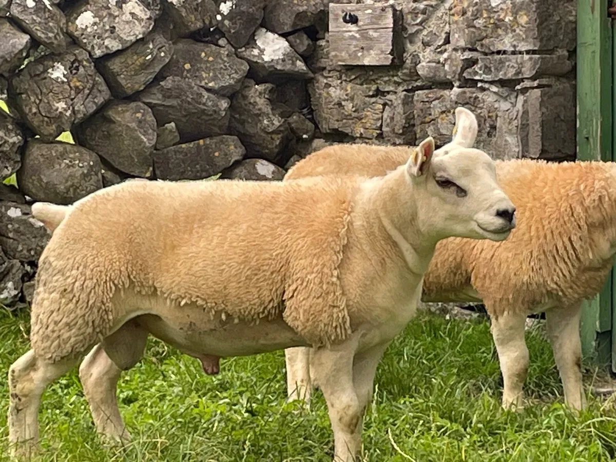 Texal purebred ram lambs - Image 2
