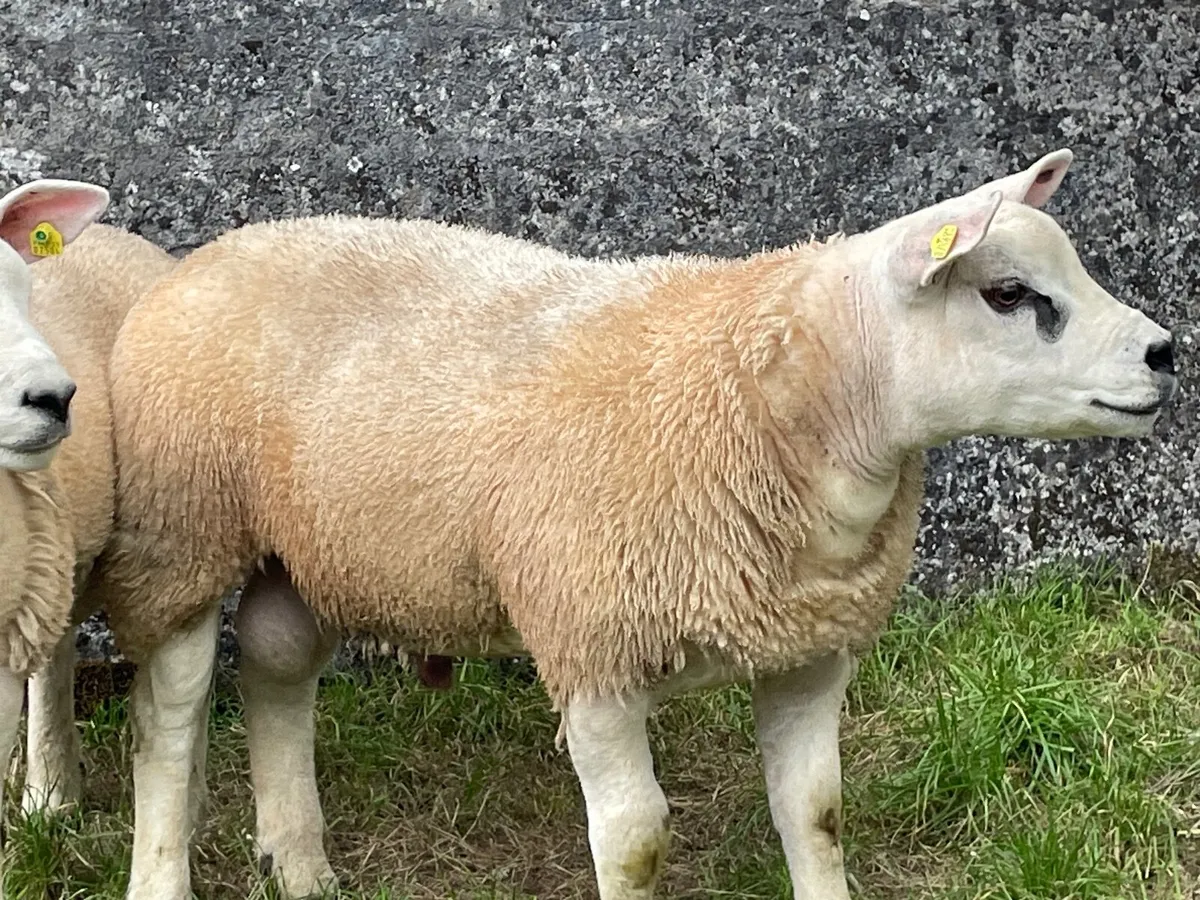 Texal purebred ram lambs - Image 3