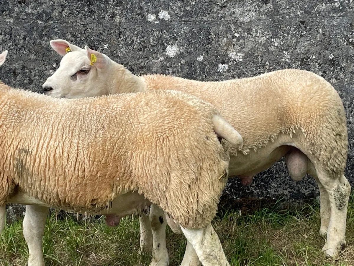 Texal purebred ram lambs - Image 4