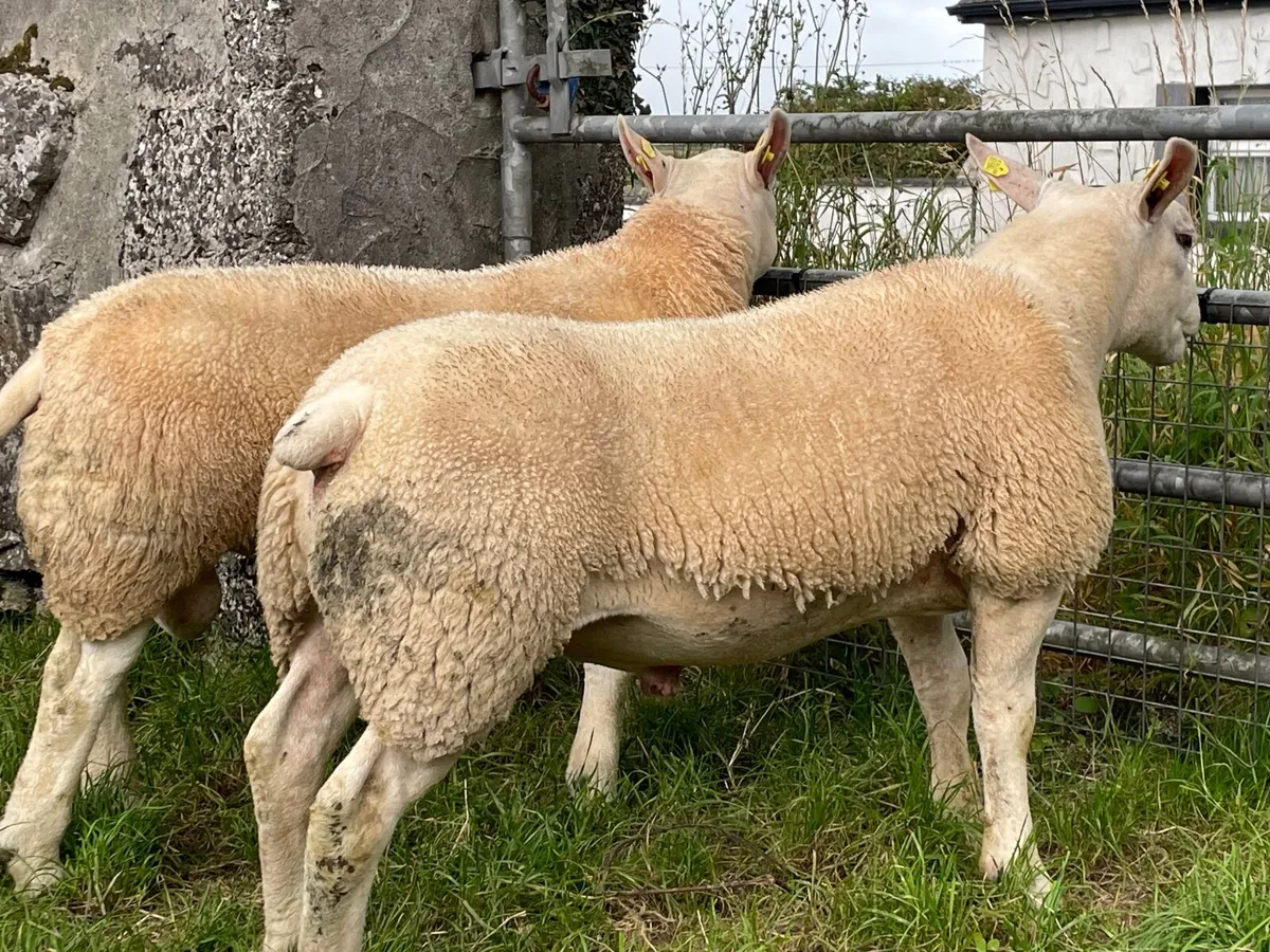 Texal purebred ram lambs - Image 1