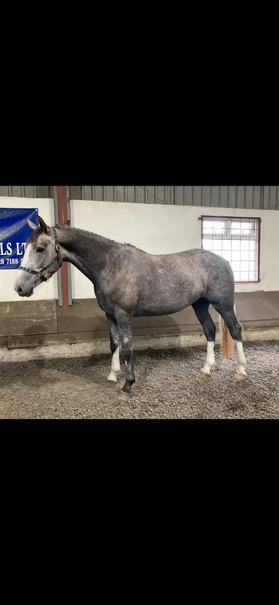 LOT 212 ⚜️ Cavan Sales Thursday 21st Aug ⚜️ - Image 3
