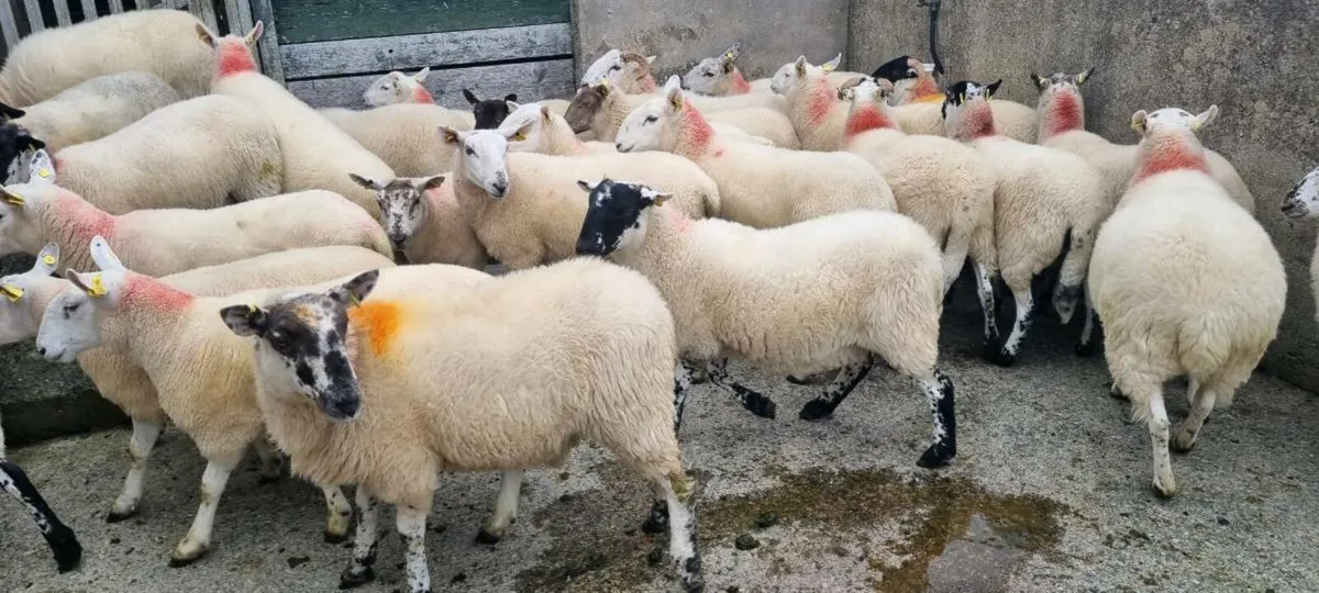 Hoggets - Image 1