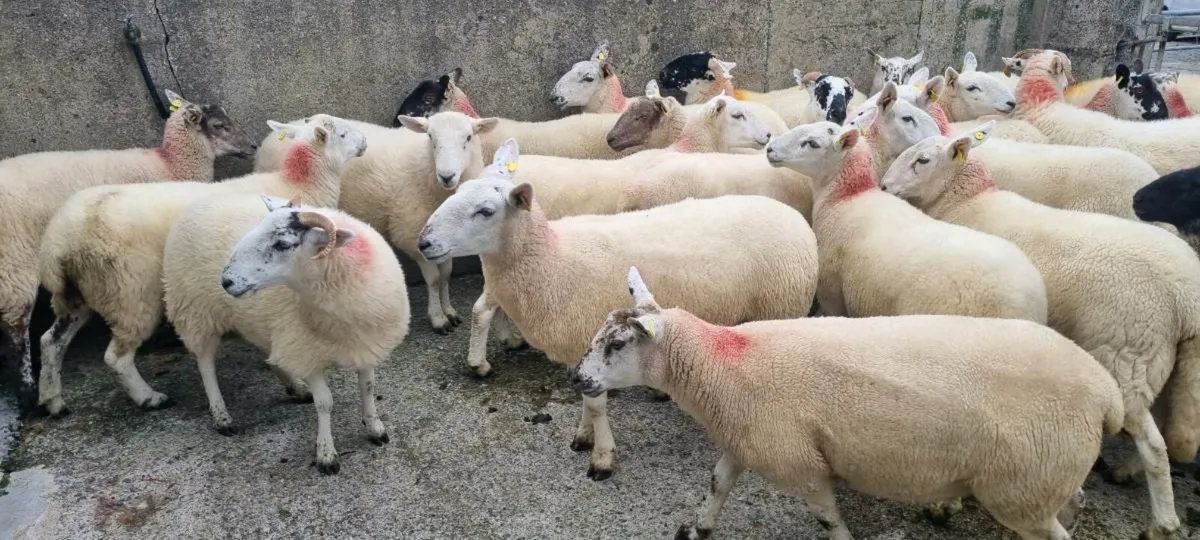 Hoggets - Image 2