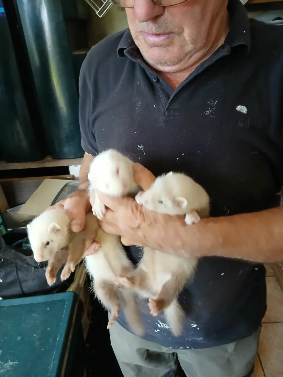Ferrets - Image 1