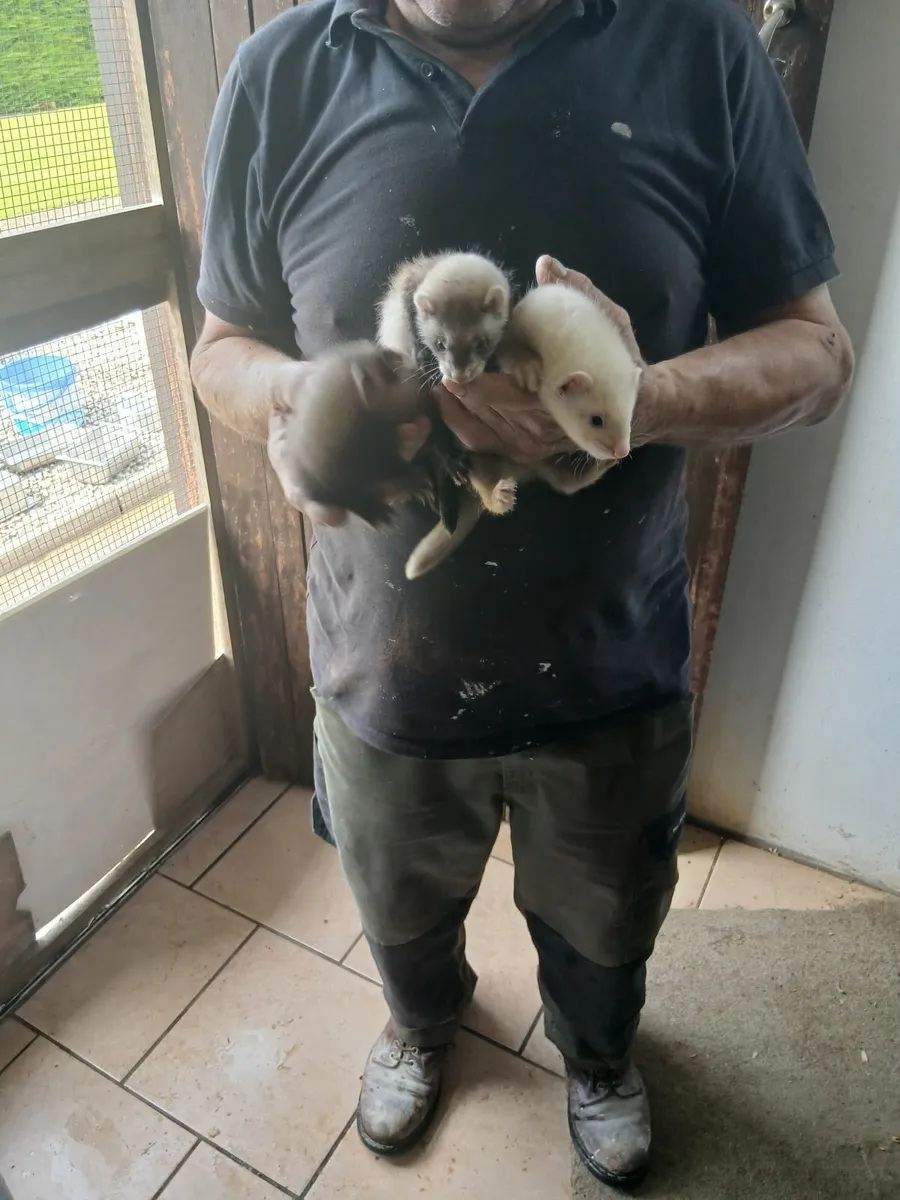 Ferrets - Image 2