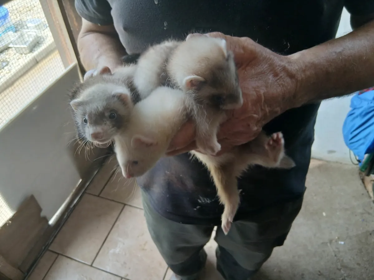 Ferrets - Image 3