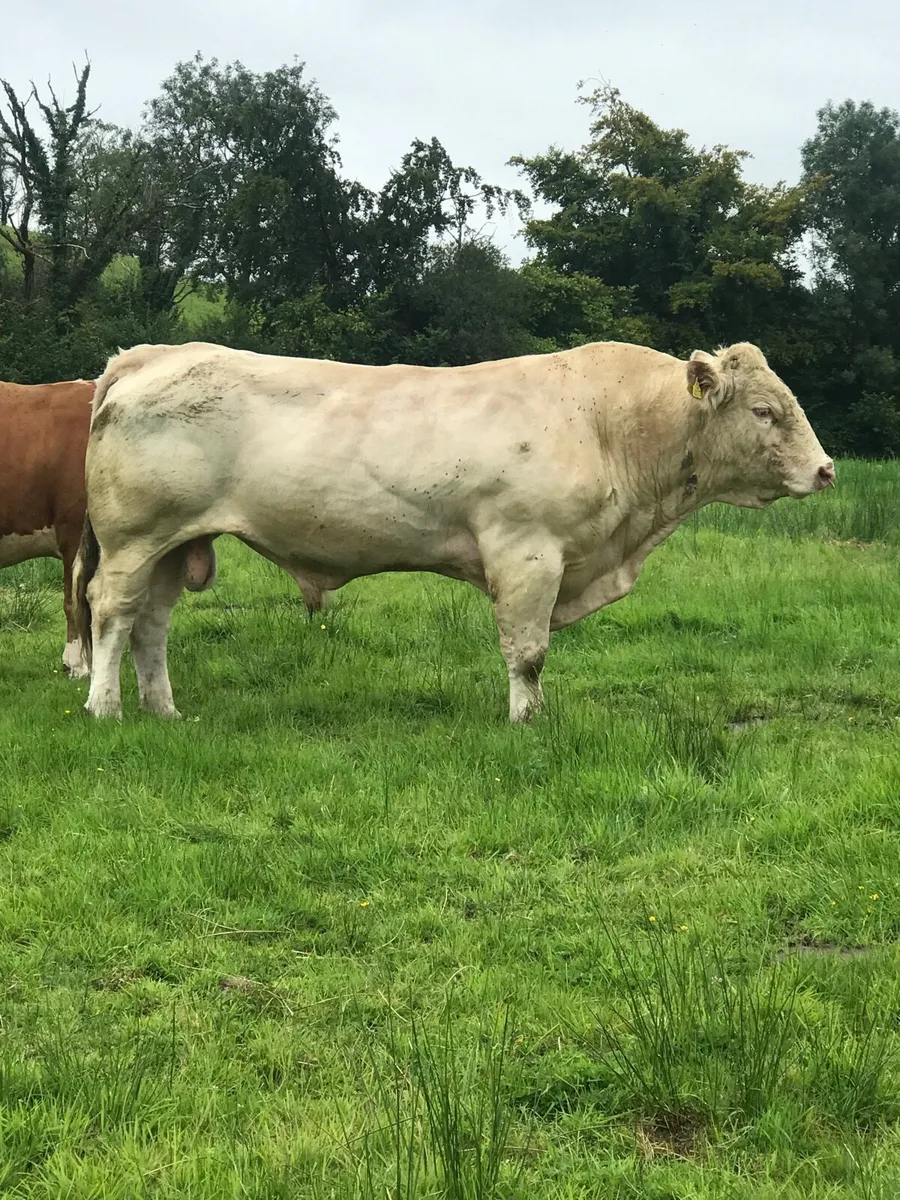 Charolais Bull - Image 1