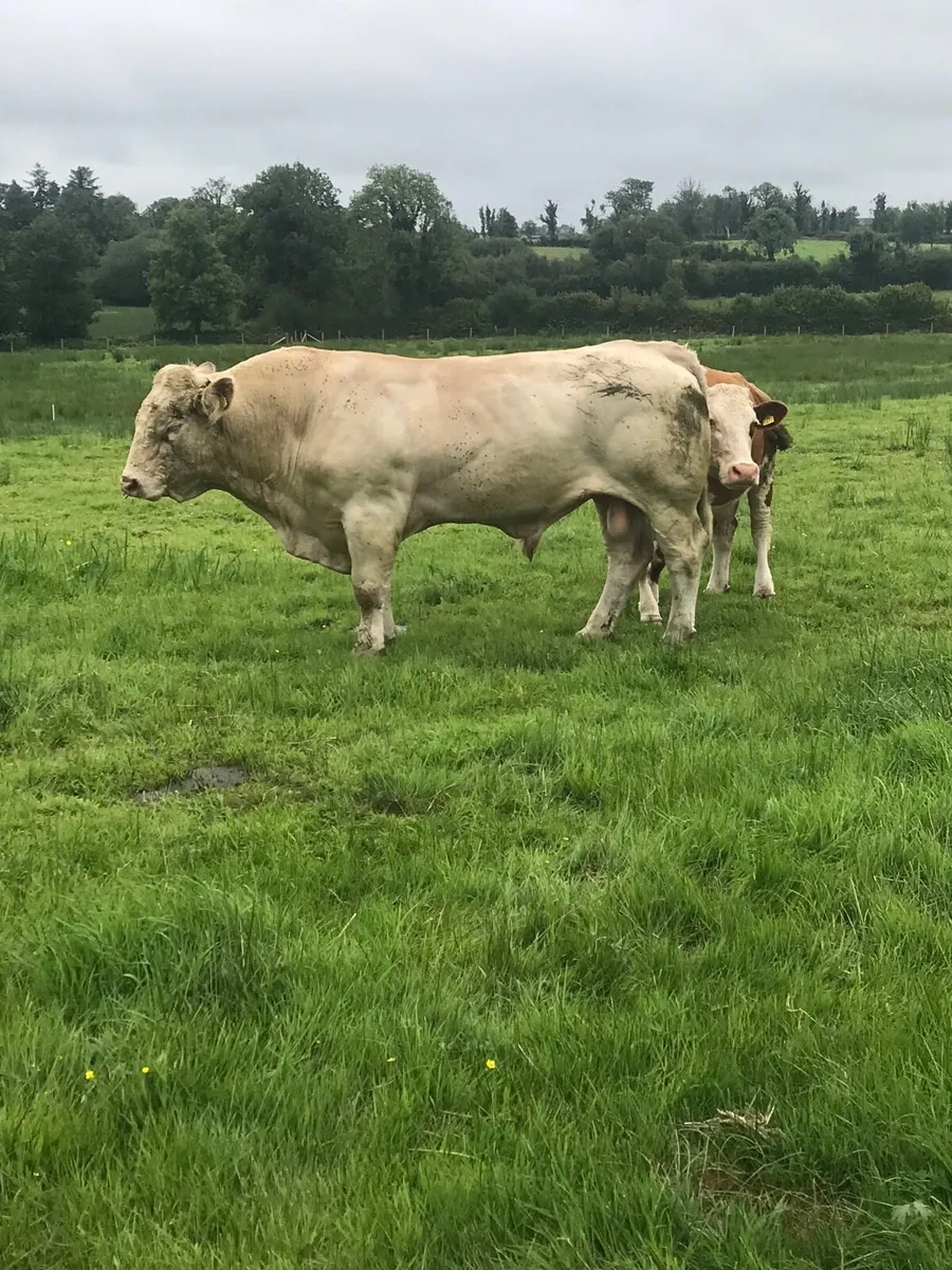 Charolais Bull - Image 2