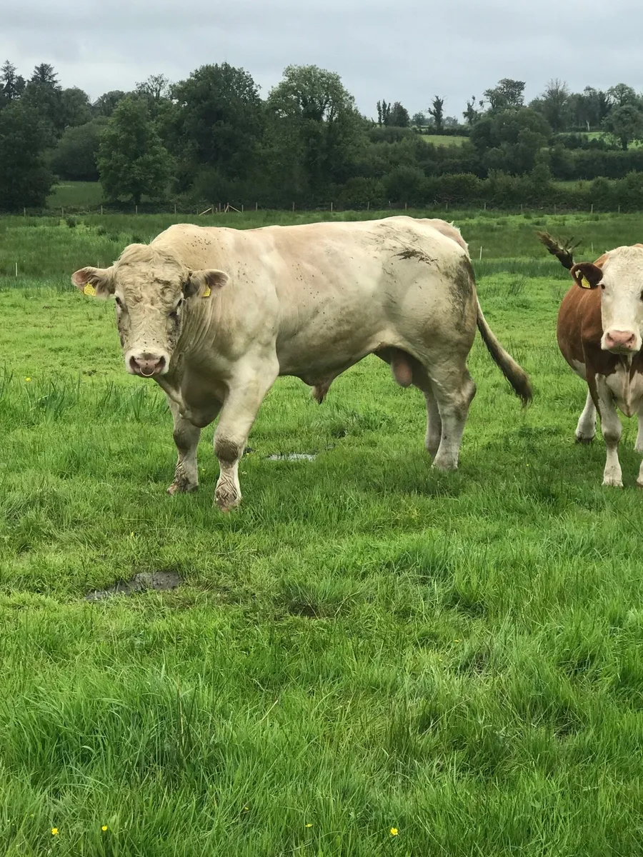 Charolais Bull - Image 3