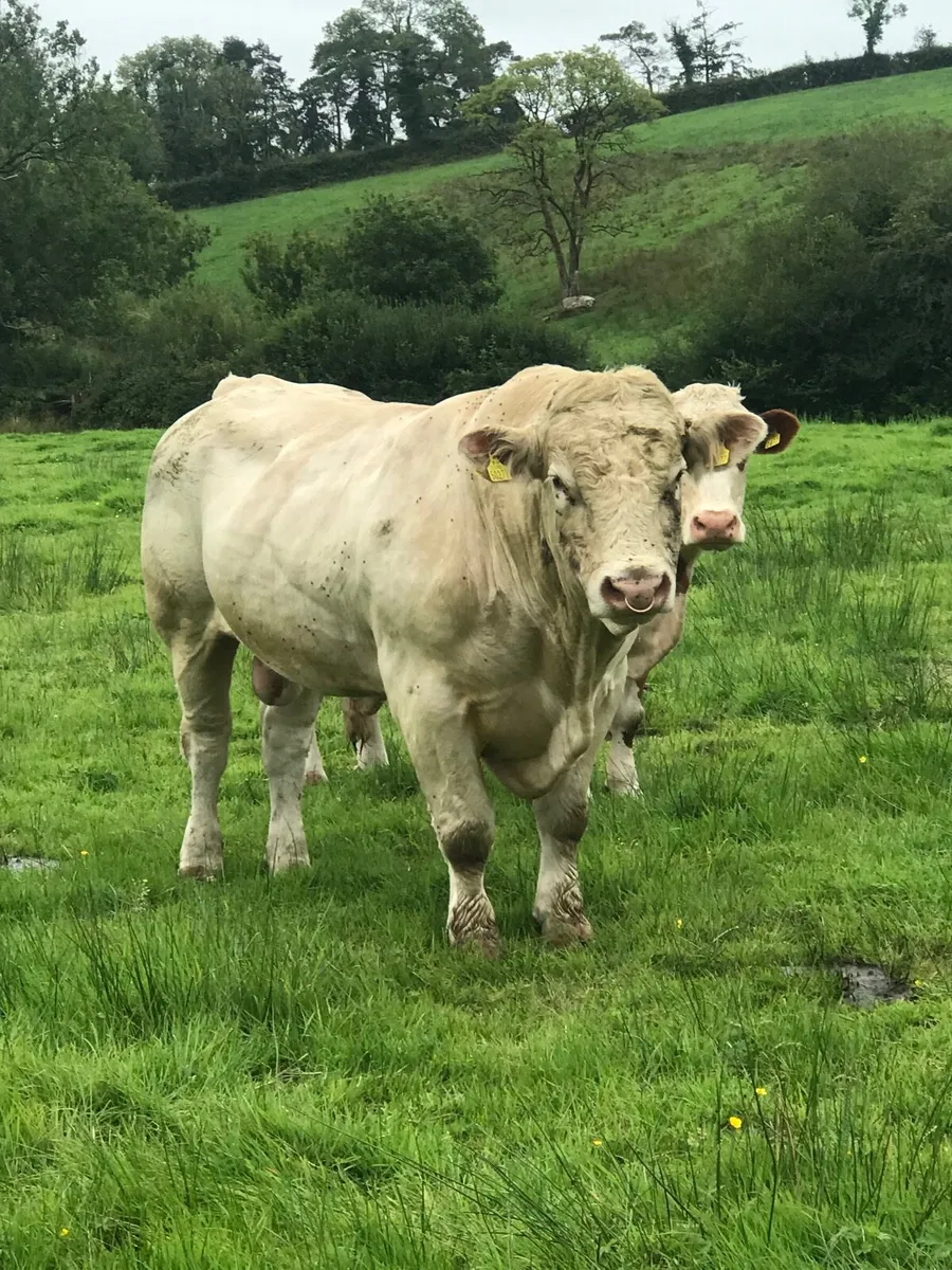 Charolais Bull - Image 4